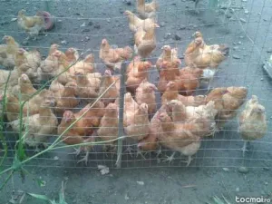 puicute de 7 luni rasa pura orpington