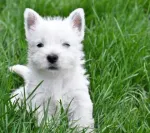 Vand pui westie - Miniatura 1