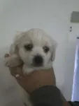 vind bichon maltez  - Miniatura 1