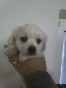 vind bichon maltez 