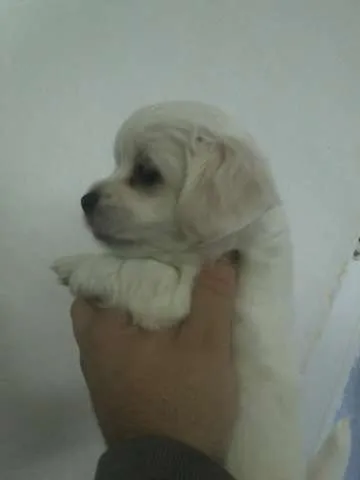 vind bichon maltez  - Imaginea 2