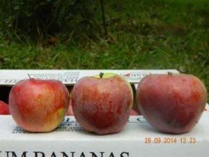 vand mere Florina