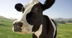 Ferme de animale 1200 euro