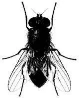 FITOSANITARA
