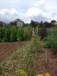  CASA 4 CAMERE MOTCA(PASCANI) 58 000 EURO NEG. - Miniatura 1