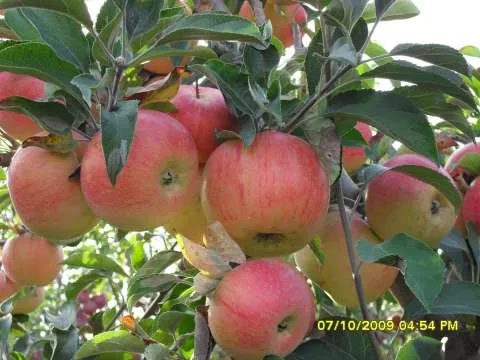 Pomi fructiferi altoiti certificati - Imaginea 6