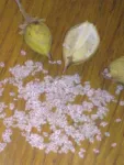 Seminte Paulownia - Miniatura 1
