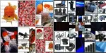 De Vanzare! Carasi Auri, Crap Koi, Sturioni, Iazuri (http://www.fish-farm.ro/) - Miniatura 1