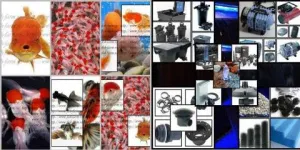 De Vanzare! Carasi Auri, Crap Koi, Sturioni, Iazuri (http://www.fish-farm.ro/)