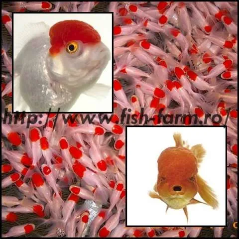 De Vanzare! Carasi Auri, Crap Koi, Sturioni, Iazuri (http://www.fish-farm.ro/) - Imaginea 2