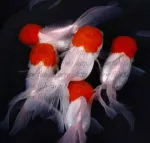De Vanzare! Carasi Auri, Crap Koi, Sturioni, Iazuri (http://www.fish-farm.ro/) - Miniatura 4
