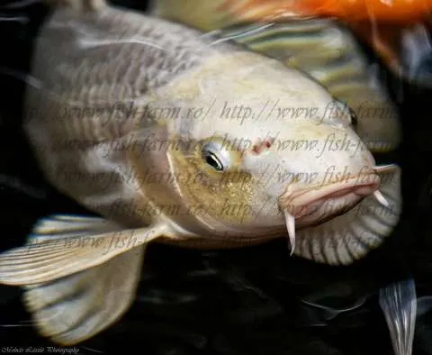 De Vanzare! Carasi Auri, Crap Koi, Sturioni, Iazuri (http://www.fish-farm.ro/) - Imaginea 6