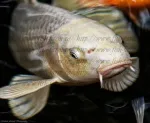 De Vanzare! Carasi Auri, Crap Koi, Sturioni, Iazuri (http://www.fish-farm.ro/) - Miniatura 6