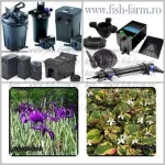 De Vanzare! Carasi Auri, Crap Koi, Sturioni, Iazuri (http://www.fish-farm.ro/) - Miniatura 7