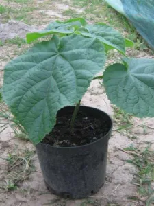 vand goji