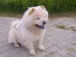 Dresaj canin - Miniatura 3
