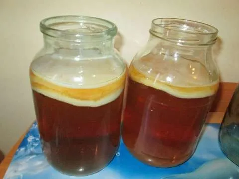 Kombucha - Imaginea 4