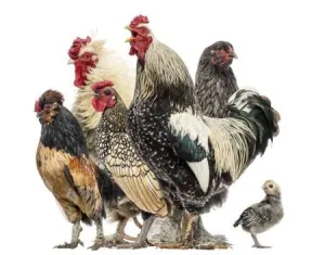 Produse premium pentru uz veterinar (vitamine, antiinflamatorii, etc.)
