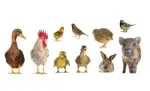 Produse premium pentru uz veterinar (vitamine, antiinflamatorii, etc.) - Miniatura 2