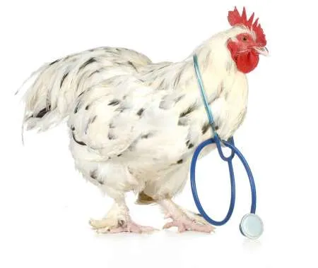 Produse premium pentru uz veterinar (vitamine, antiinflamatorii, etc.) - Imaginea 3