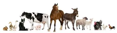 Produse premium pentru uz veterinar (vitamine, antiinflamatorii, etc.) - Imaginea 6