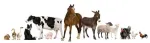 Produse premium pentru uz veterinar (vitamine, antiinflamatorii, etc.) - Miniatura 6
