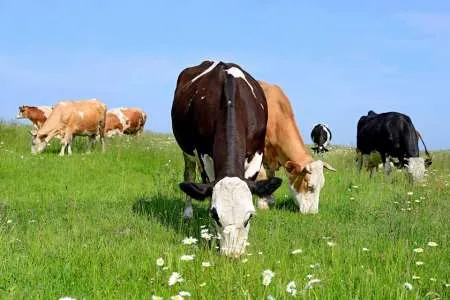 Produse premium pentru uz veterinar (vitamine, antiinflamatorii, etc.) - Imaginea 9