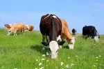 Produse premium pentru uz veterinar (vitamine, antiinflamatorii, etc.) - Miniatura 9