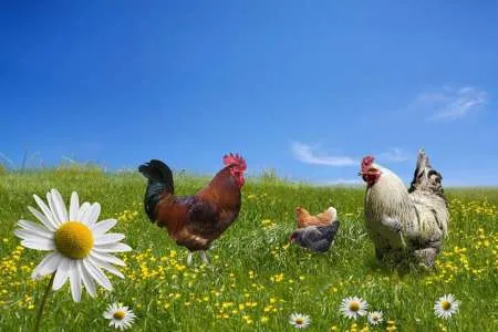Produse premium pentru uz veterinar (vitamine, antiinflamatorii, etc.) - Imaginea 10