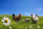 Produse premium pentru uz veterinar (vitamine, antiinflamatorii, etc.) - Miniatura 10