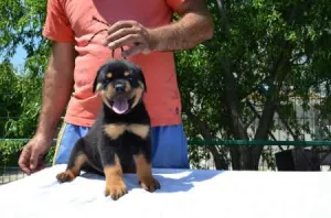 VÃ¢nd CÄƒÅ£ei Rottweiler