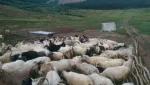 vand oi si miei - Miniatura 2
