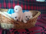 VIND BICHONITE FFF JUCAUSE - Miniatura 1