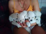 VIND BICHONITE FFF JUCAUSE - Miniatura 2