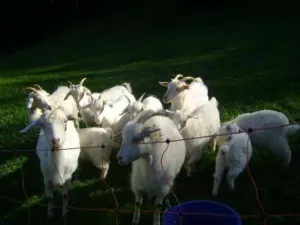 Animale- vanzare cu plata in rate
