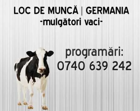 Mulgator vaci â€“ Germania 1300E - Imaginea 1
