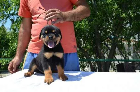 VÃ¢nd CÄƒÅ£ei Rottweiler - Imaginea 1