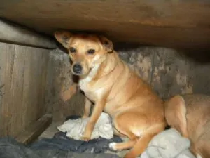 Catelusa pentru adoptie