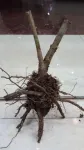 Butasi Paulownia - Miniatura 2