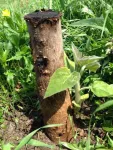 Butasi Paulownia - Miniatura 3