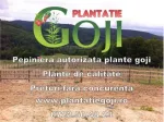 Plante goji de calitate livrate cu certificat de calitate si factura - Miniatura 2