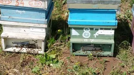 Vand familii de albine, roiuri cu sau fara lazi, Mangalia - negociabil - Imaginea 5