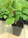 Rasaduri  Paulownia - Miniatura 1