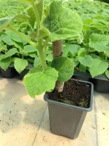 Rasaduri  Paulownia