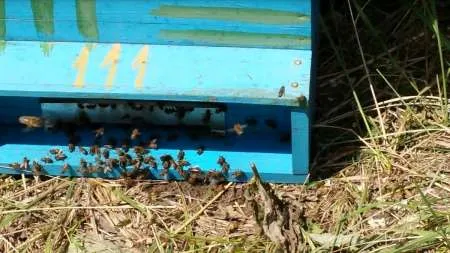 Vand familii de albine, roiuri cu sau fara lazi, Mangalia - negociabil - Imaginea 6