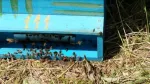 Vand familii de albine, roiuri cu sau fara lazi, Mangalia - negociabil - Miniatura 6
