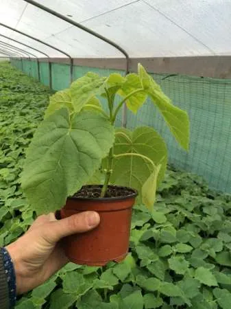 Rasaduri  Paulownia - Imaginea 2