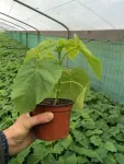 Rasaduri  Paulownia - Miniatura 2