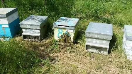 Vand familii de albine, roiuri cu sau fara lazi, Mangalia - negociabil - Imaginea 7