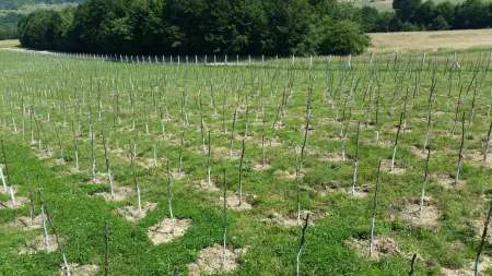 Plante goji de calitate livrate cu certificat de calitate si factura - Imaginea 5